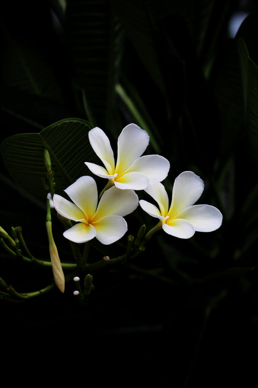 Frangipani